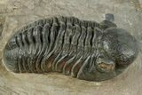 Prone Reedops Trilobite - Atchana, Morocco #312343-2